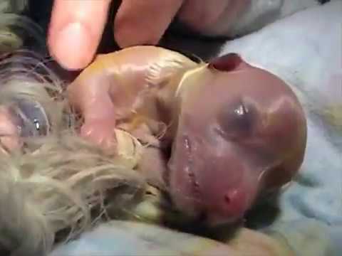 DOG BIRTH | dog birth puppy | cute puppies | The birth of the dog | Rescue Puppies