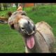 DUMB AND DUMBER-Animals Style ? ? ?