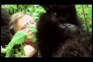 David Attenborough plays with cute baby gorillas | BBC