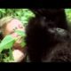 David Attenborough plays with cute baby gorillas | BBC