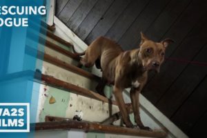 Detroit Teenager Rescues Homeless Dog From Abandoned House - Howl & Hope For DoDo Dogs