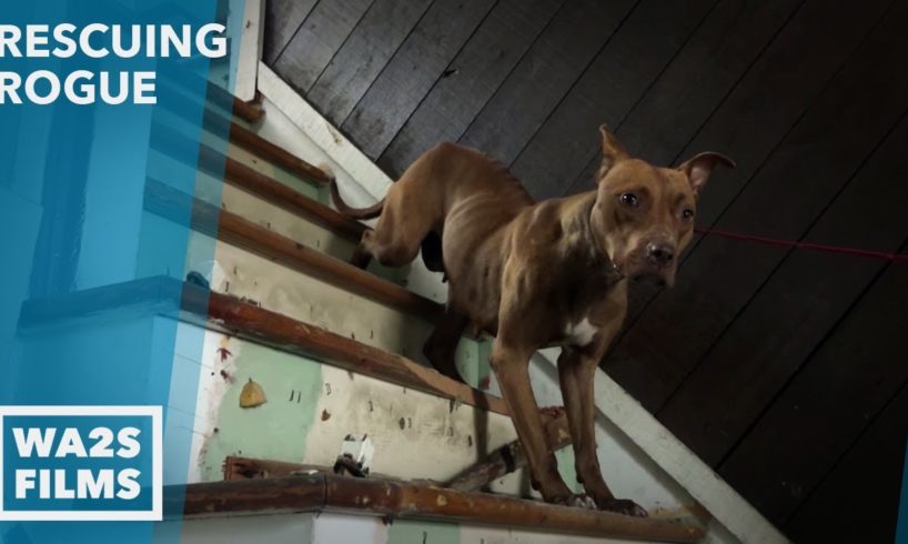 Detroit Teenager Rescues Homeless Dog From Abandoned House - Howl & Hope For DoDo Dogs
