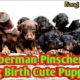 Doberman Pinscher Dog Giving Birth To Many Cute Puppies | Bong Collection