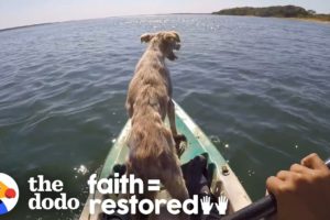 Dog Abandoned On A Desert Island Is Thrilled To Be Rescued | The Dodo Faith=Restored