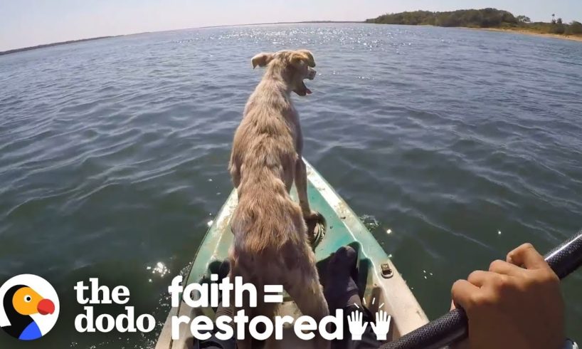 Dog Abandoned On A Desert Island Is Thrilled To Be Rescued | The Dodo Faith=Restored