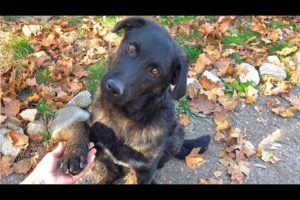 Dog Holds My Hand and Asks Me to Help Him Find a Home