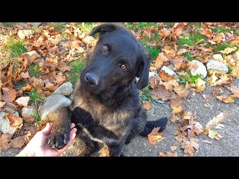 Dog Holds My Hand and Asks Me to Help Him Find a Home