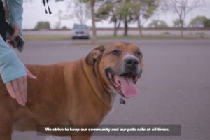 Dog Rescue Video | Locksmith Animal Rescue Video For Pets Locked in Cars