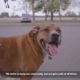 Dog Rescue Video | Locksmith Animal Rescue Video For Pets Locked in Cars