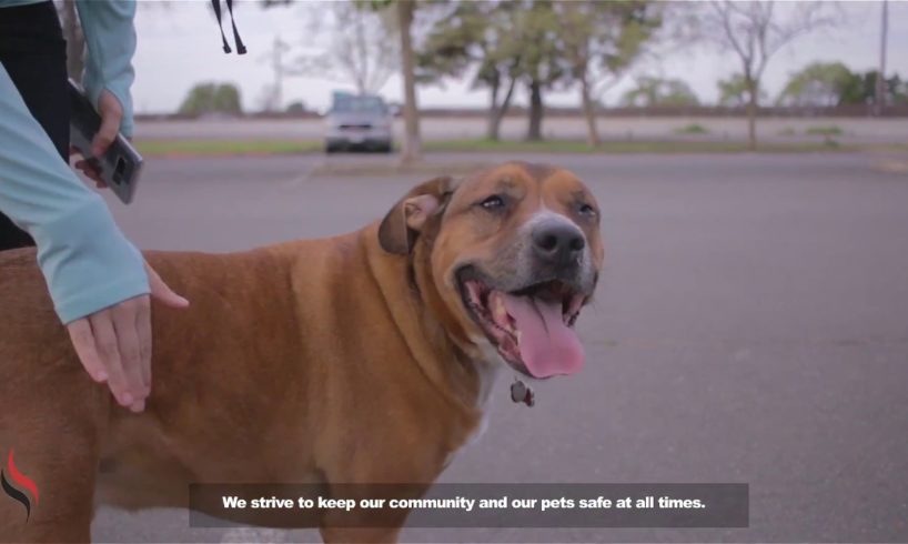 Dog Rescue Video | Locksmith Animal Rescue Video For Pets Locked in Cars