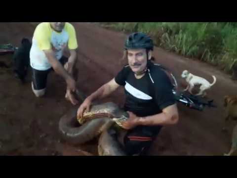 Dog Rescued After Being Snatched by Anaconda || ViralHog