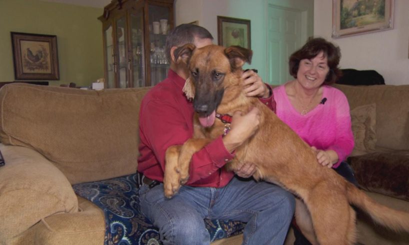 Dog That Watched Her Family Adopt Another Pet At Shelter Gets New Home