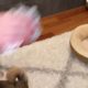 Dog Video - Cute Puppies First Toys