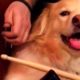 Dog and Owner Rock Out On Musical Instruments (Storyful, Dogs)