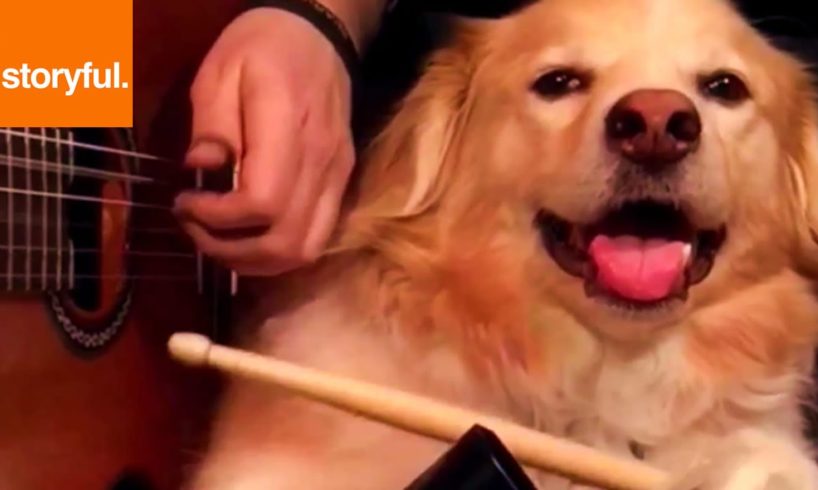 Dog and Owner Rock Out On Musical Instruments (Storyful, Dogs)