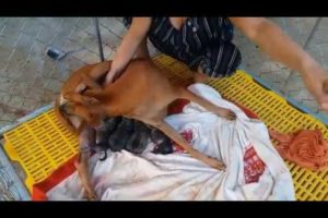 Dog gives birth to cute puppies P2