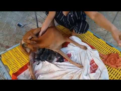 Dog gives birth to cute puppies P2