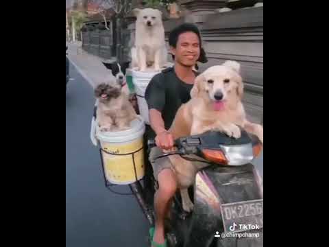 Dog's migrates- Cute Puppies // Videos World