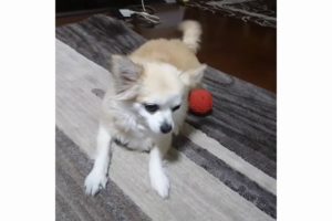 Dogs Playing With Balls | 6CLIPS