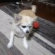 Dogs Playing With Balls | 6CLIPS