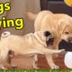 Dogs Playing with Ball - Labrador dog & Pug Dog