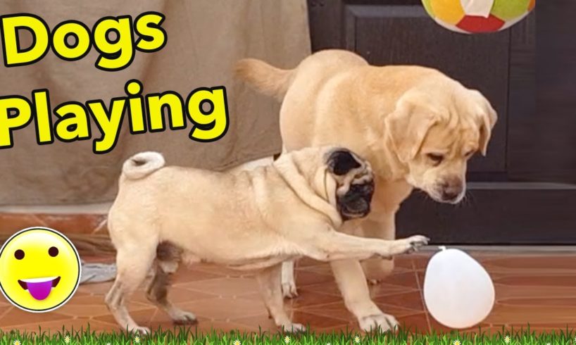 Dogs Playing with Ball - Labrador dog & Pug Dog