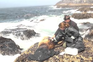 Dramatic Rescue of Sea Lions from Plastic