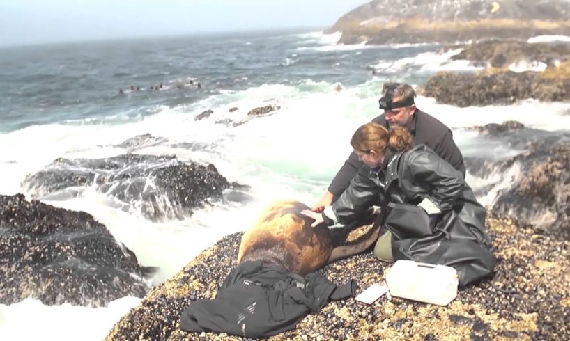 Dramatic Rescue of Sea Lions from Plastic