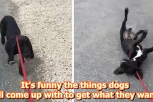 Dramatic dog always ‘plays dead’ to avoid going home after walk