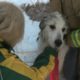 Dramatic rescue of dog fallen into icy river [RAW VIDEO]