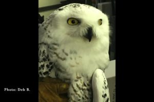 Drummond Island Animal Clinic Snowy Owl Rescue To Release