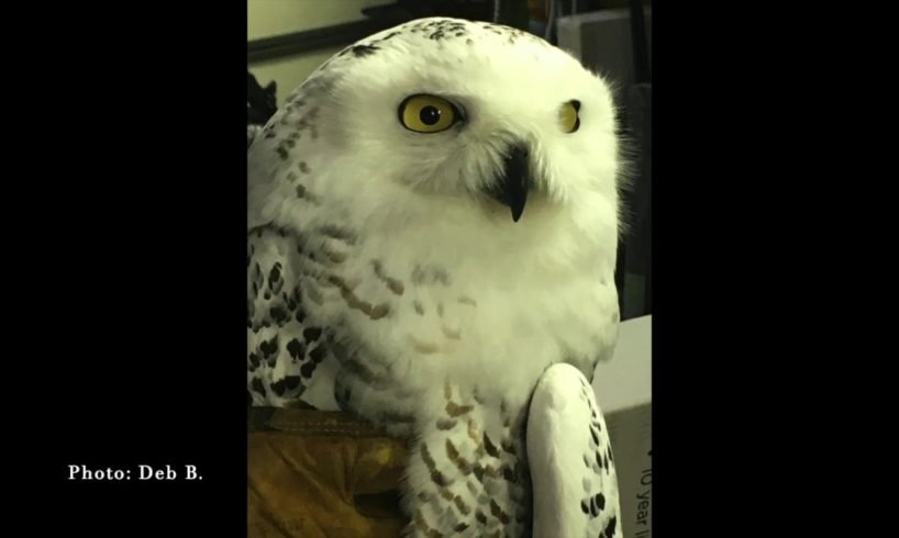 Drummond Island Animal Clinic Snowy Owl Rescue To Release