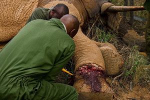 Elephant Needs Life Saving Surgery after Being Caught in a Snare | BBC Earth