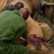 Elephant Needs Life Saving Surgery after Being Caught in a Snare | BBC Earth