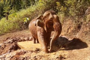 Elephant is playing in the mud, Chiang Mai