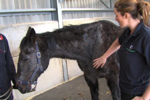 Emaciated rescue horses go from strength to strength