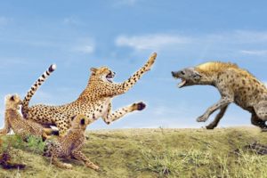 Emotional moments! Mother animal rescues baby from enemy hunting - Cheetah vs Hyena, Giraffe vs Lion