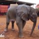 Este bebé elefante se graduó y se reunió con viejos amigos | El Dodo