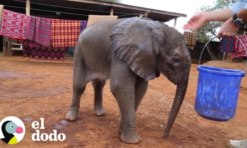 Este bebé elefante se graduó y se reunió con viejos amigos | El Dodo