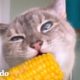 Este gato comiendo produce sonidos muy calmantes | El Dodo