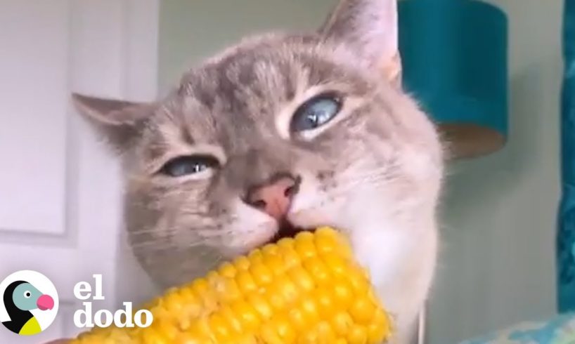 Este gato comiendo produce sonidos muy calmantes | El Dodo