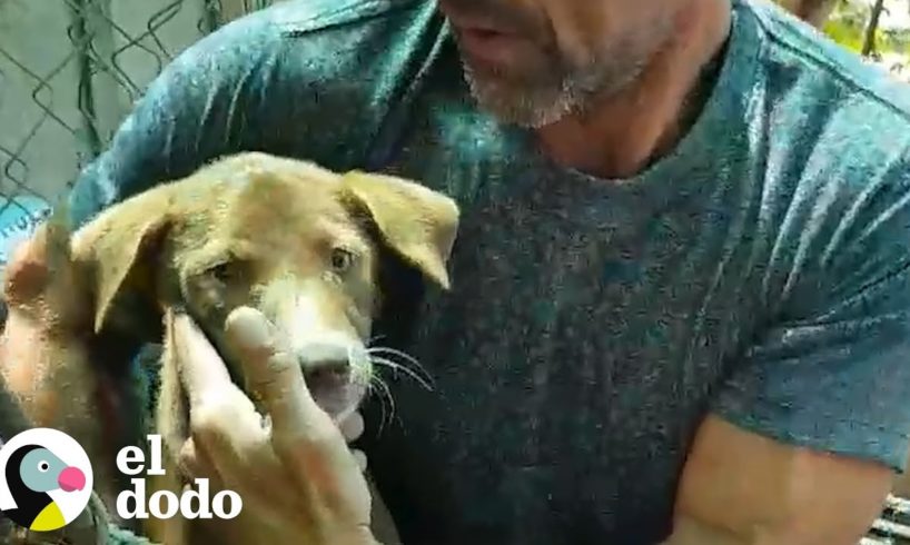 Estos perros estaban en el infierno cuando un hombre los salvó | El Dodo