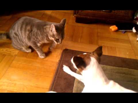 Extreme animal fights dog vs cat