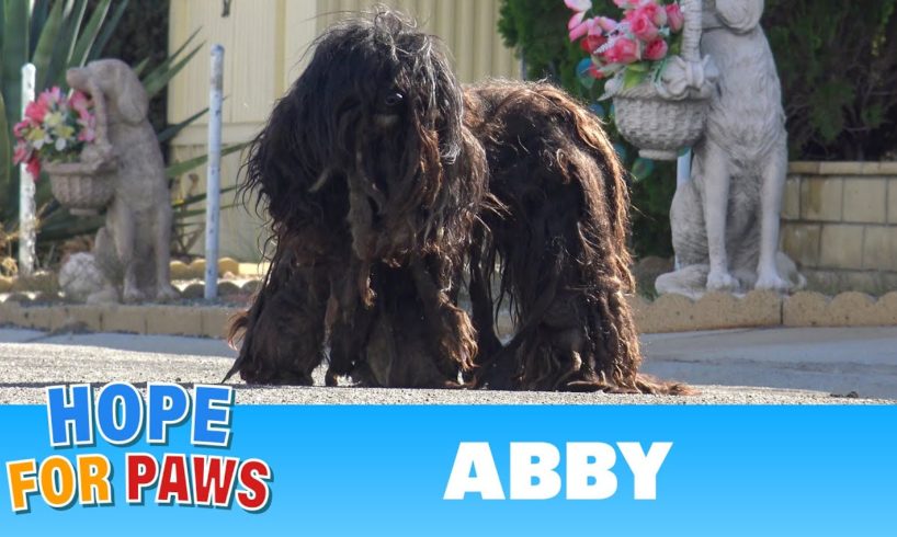 Extremely matted homeless dog wouldn't let anyone touch her for over two years!!!