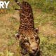FAR CRY PRIMAL - Jaguar Animal Fight Compilation (PS4) HD