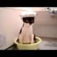 FUNNIEST ANIMALS EVER! - You will LAUGH AT EVERY SINGLE VIDEO!