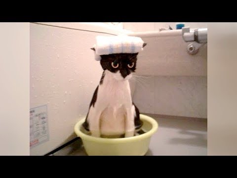 FUNNIEST ANIMALS EVER! - You will LAUGH AT EVERY SINGLE VIDEO!