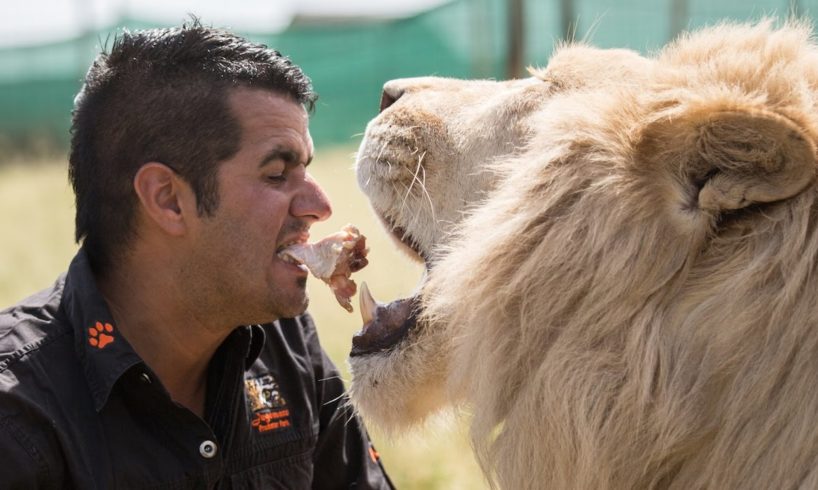 Family Loses Home To Keep Their Tigers And Lions