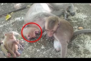 Family of monkeys with baby playing