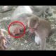 Family of monkeys with baby playing